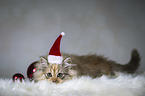 lying German Longhair Kitten