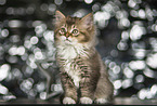 sitting German Longhair Kitten