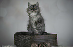 sitting German Longhair Kitten