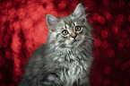 German Longhair Kitten portrait