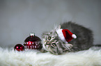 lying German Longhair Kitten