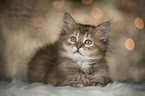 lying German Longhair Kitten