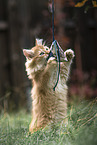 playing German Longhair Kitten