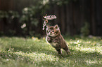 playing German Longhair Kitten