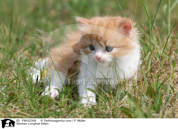 German Longhair kitten / PM-02308