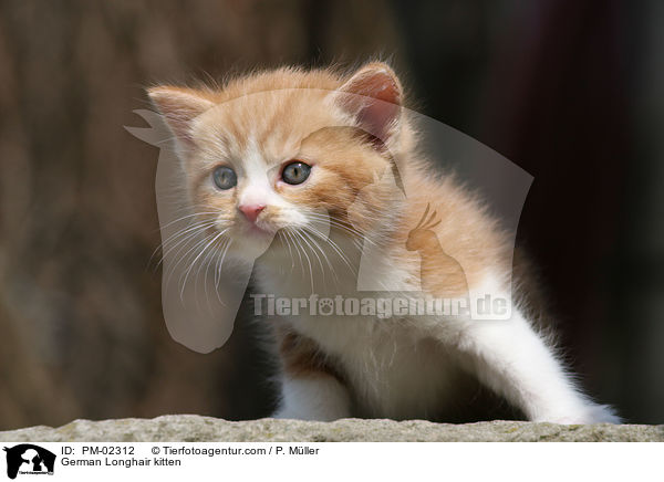 Deutsch Langhaar Ktzchen / German Longhair kitten / PM-02312