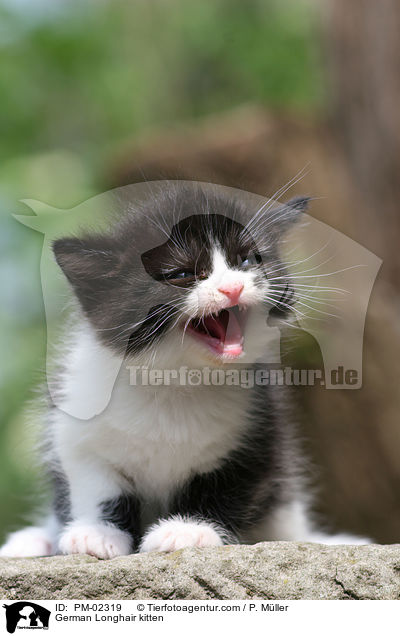Deutsch Langhaar Ktzchen / German Longhair kitten / PM-02319