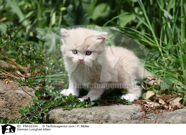 Deutsch Langhaar Ktzchen / German Longhair kitten / PM-02334