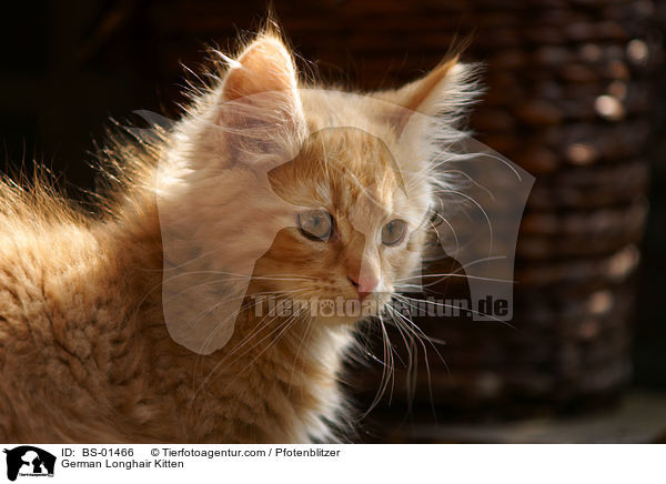 Deutsch Langhaar Ktzchen / German Longhair Kitten / BS-01466