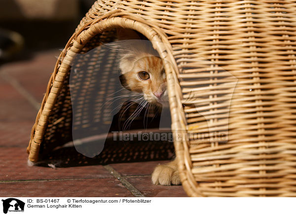 Deutsch Langhaar Ktzchen / German Longhair Kitten / BS-01467