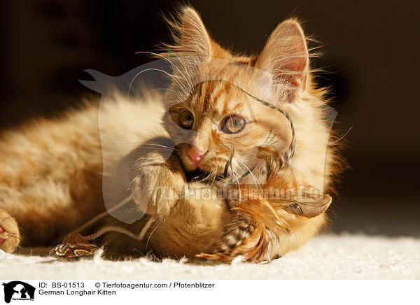 Deutsch Langhaar Ktzchen / German Longhair Kitten / BS-01513