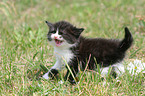 German Longhair kitten