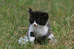 German Longhair kitten