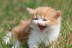 German Longhair kitten