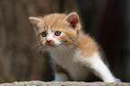 German Longhair kitten