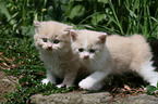 German Longhair kitten