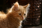 German Longhair Kitten