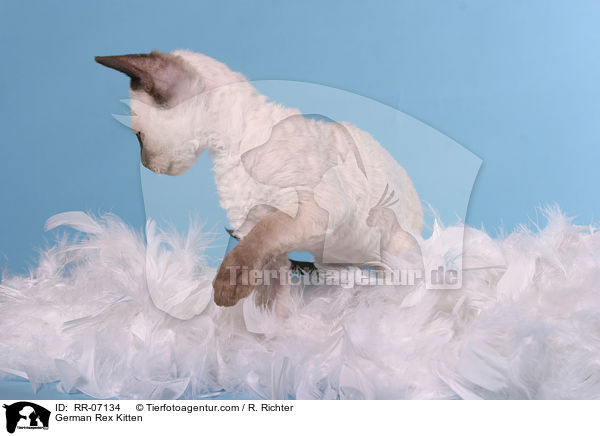 German Rex Ktzchen / German Rex Kitten / RR-07134