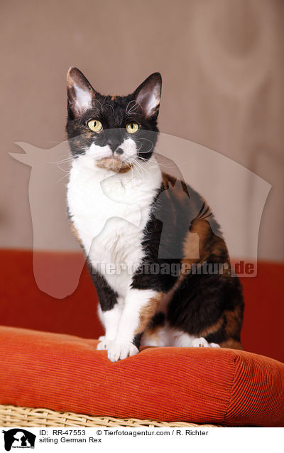 sitzende German Rex / sitting German Rex / RR-47553