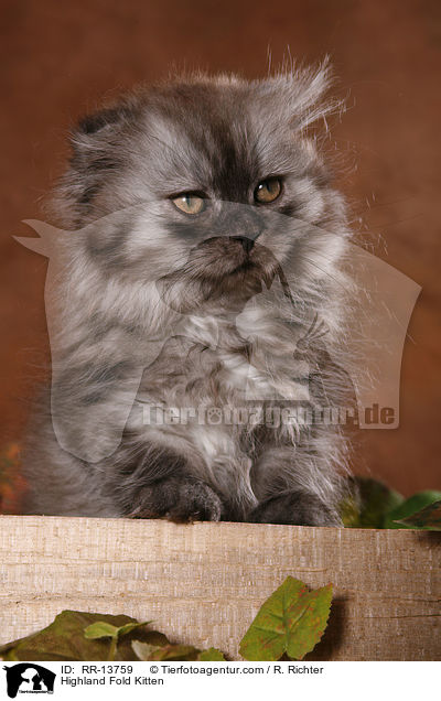 Highland Fold Kitten / RR-13759