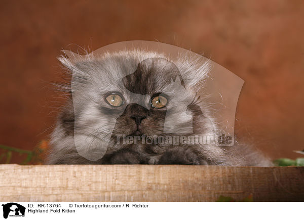 Highland Fold Kitten / Highland Fold Kitten / RR-13764