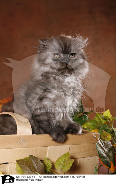 Highland Fold Kitten / Highland Fold Kitten / RR-13774