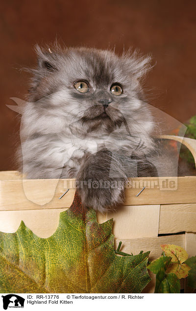 Highland Fold Kitten / Highland Fold Kitten / RR-13776