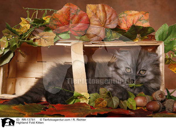 Highland Fold Kitten / Highland Fold Kitten / RR-13781