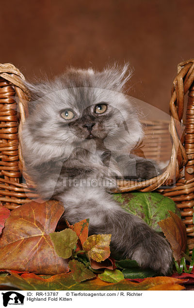 Highland Fold Kitten / Highland Fold Kitten / RR-13787