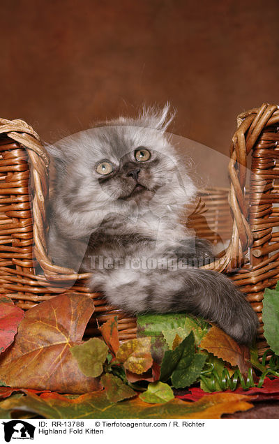 Highland Fold Kitten / Highland Fold Kitten / RR-13788