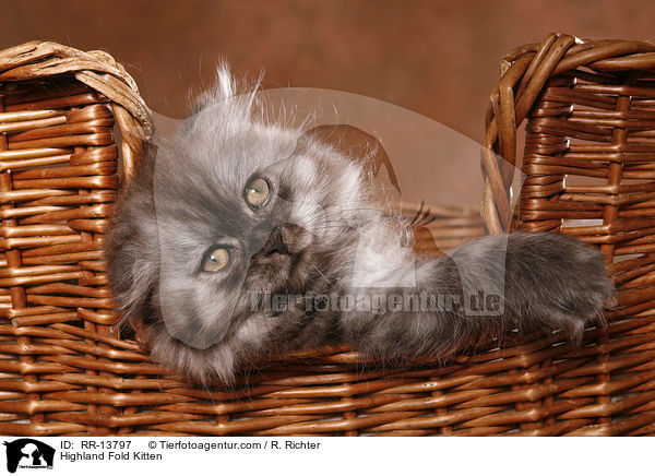 Highland Fold Kitten / Highland Fold Kitten / RR-13797