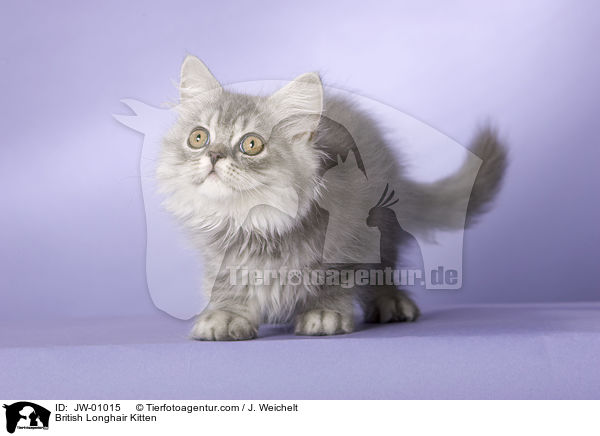 Britisch Langhaar Ktzchen / British Longhair Kitten / JW-01015