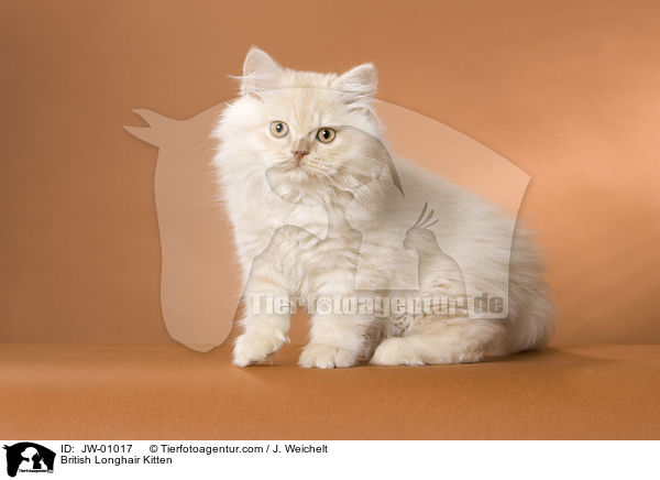 Britisch Langhaar Ktzchen / British Longhair Kitten / JW-01017