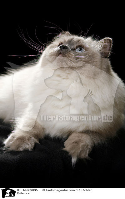 Highlander / Britanica / RR-09035