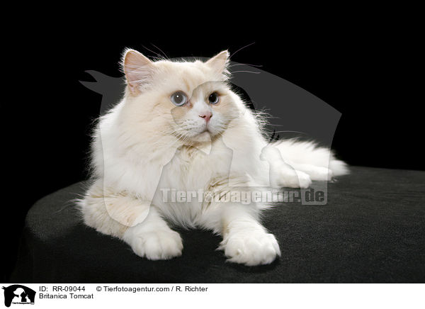 Highlander Kater / Britanica Tomcat / RR-09044