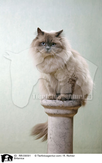 Highlander / Britanica / RR-09091