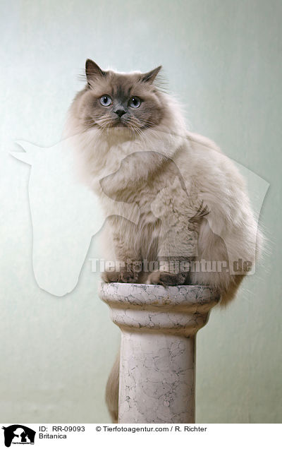 Highlander / Britanica / RR-09093