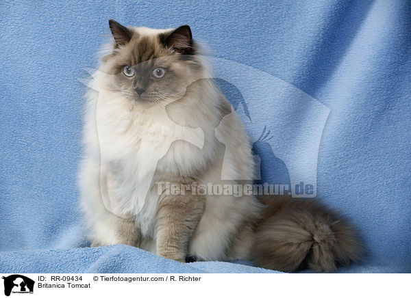 Britisch Langhaar Kater / Britanica Tomcat / RR-09434