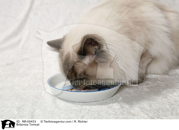 Britisch Langhaar Kater / Britanica Tomcat / RR-09453