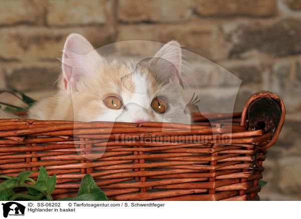 Highlander im K�rbchen / Highlander in basket / SS-06202