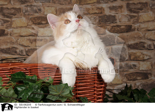 Highlander in basket / SS-06205