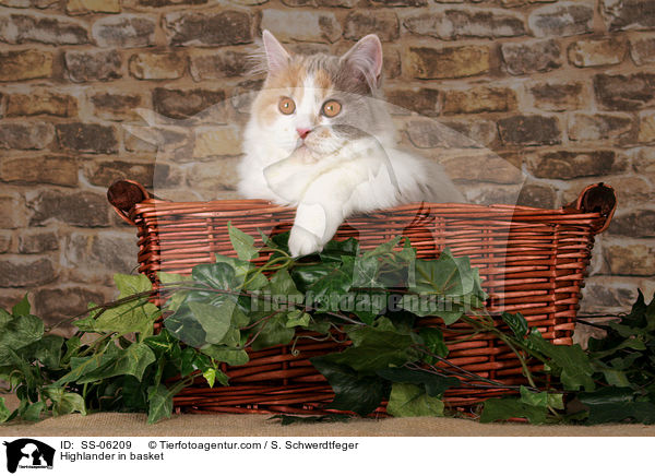 Highlander im K�rbchen / Highlander in basket / SS-06209