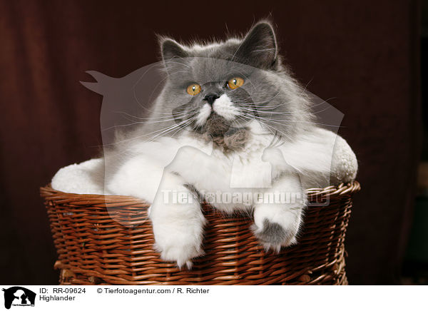 Highlander / Highlander / RR-09624