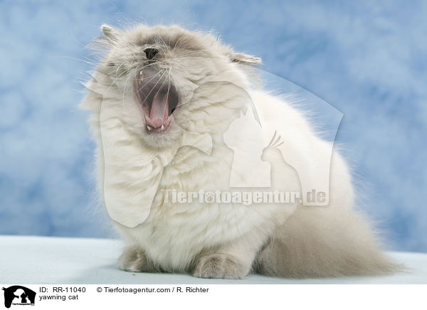 ghnende Katze / yawning cat / RR-11040