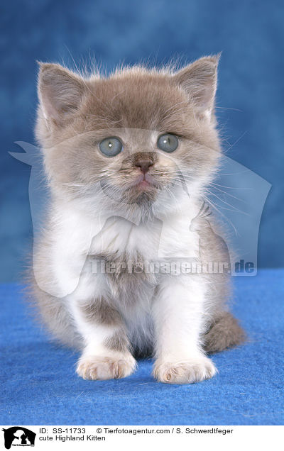 cute Highland Kitten / SS-11733