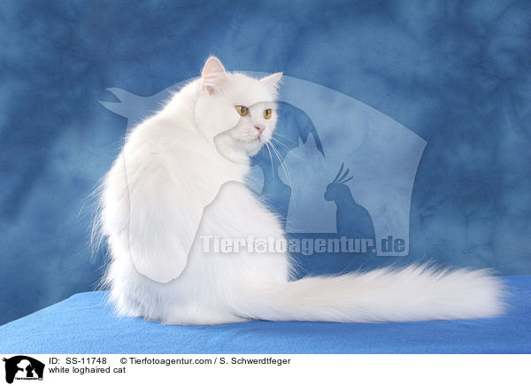 weie Highlander / white loghaired cat / SS-11748