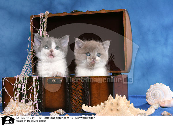 kitten in treasure chest / SS-11814