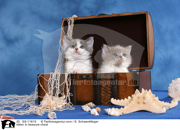 Ktzchen in Schatzkiste / kitten in treasure chest / SS-11815