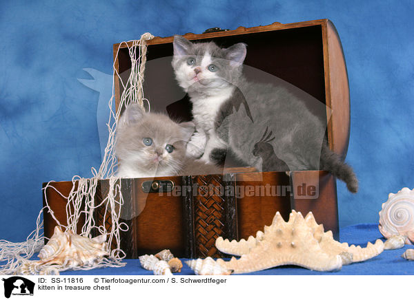Ktzchen in Schatzkiste / kitten in treasure chest / SS-11816
