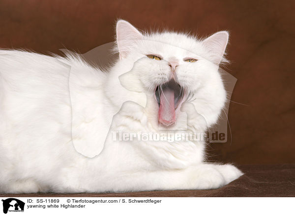 yawning white Highlander / SS-11869